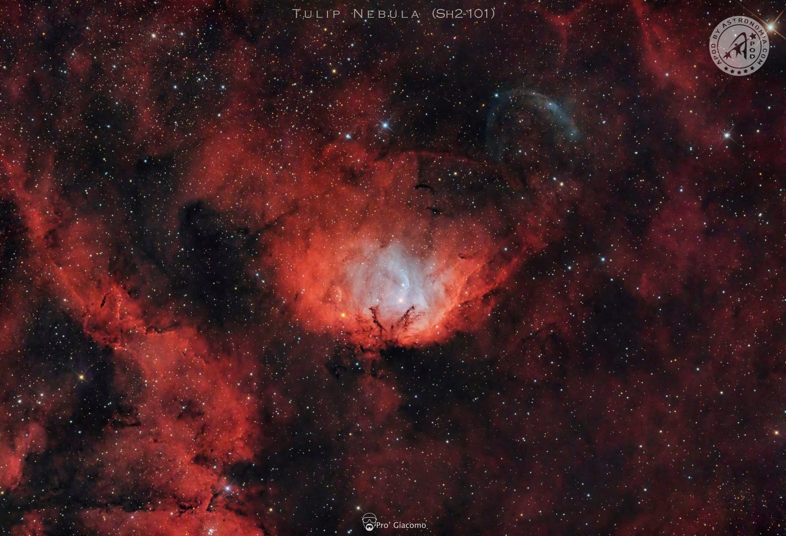 Nebulosa Tulipano APOD By Astronomia