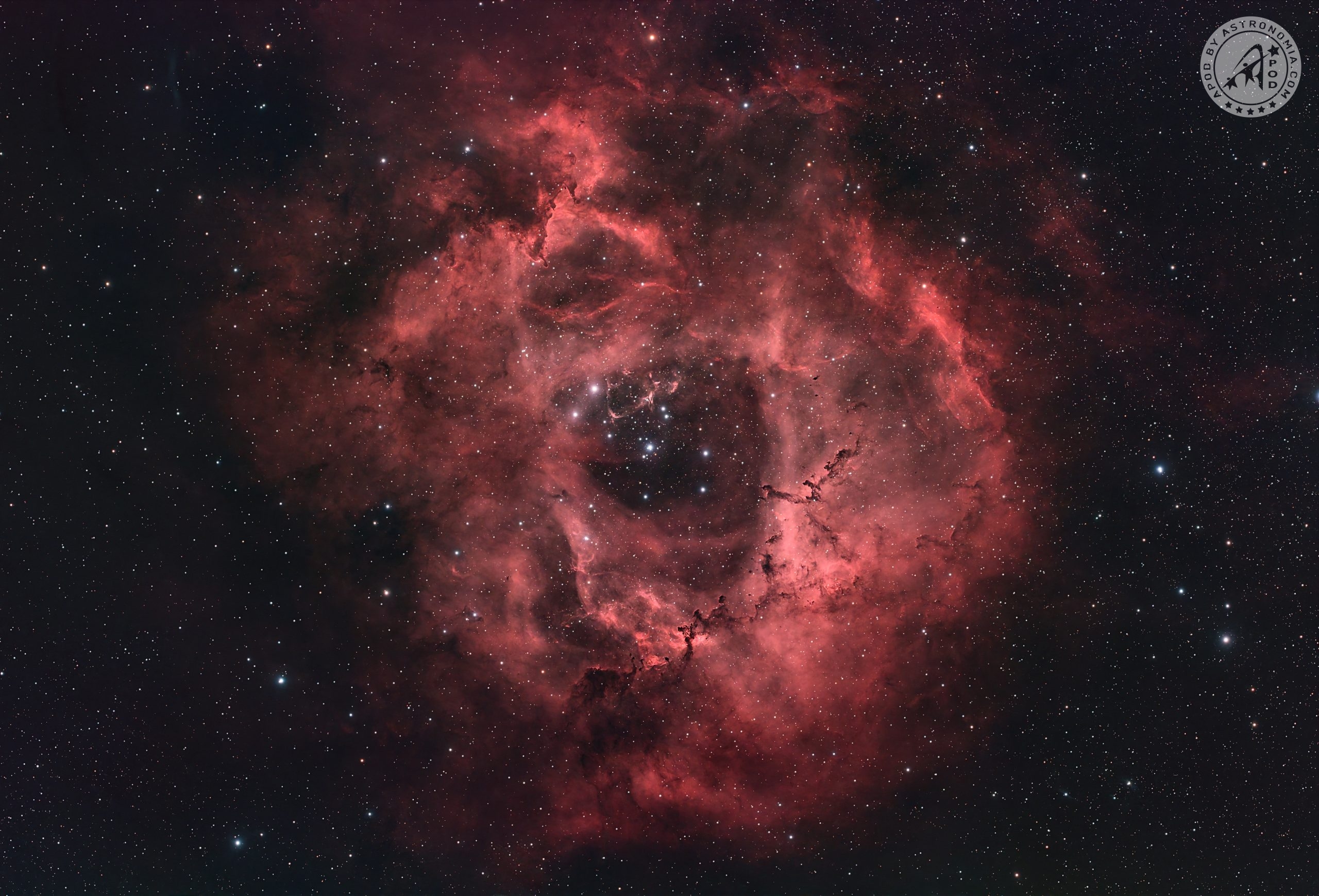 Una Rosetta primaverile